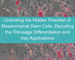 Unlocking the Hidden Potential of Mesenchymal Stem Cells: Decoding the Trilineage Differentiation and Key Applications - cover